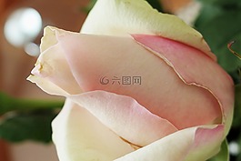 玫瑰,花,開(kāi)花