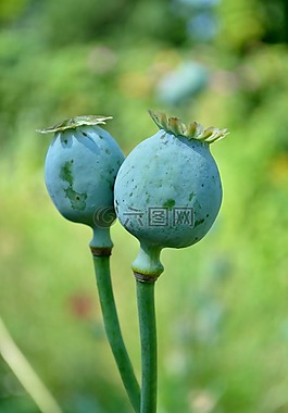 植物,性質(zhì),罌粟