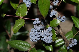 水果,漿果,自然
