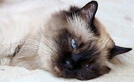 猫,缅甸人,厌倦