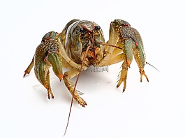 龍蝦,生活,甲殼動物