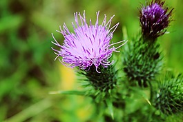 薊,花,植物