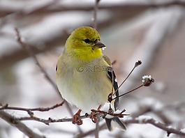 金翅雀,鳥,野生動物