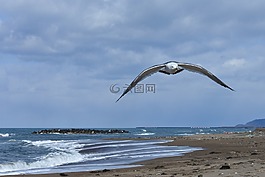 動(dòng)物,天空,云