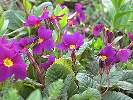 紫羅蘭,鮮花,性質(zhì)