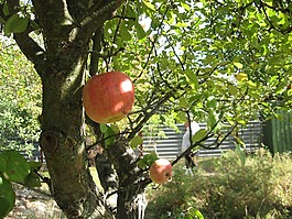 蘋(píng)果樹(shù),花園,別墅
