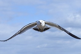 動(dòng)物,天空,云