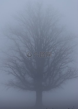 自然,霧,有霧