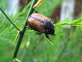 甲殼蟲(chóng),蠕蟲(chóng),昆蟲(chóng)