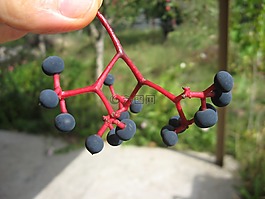 野生葡萄,水果,别墅