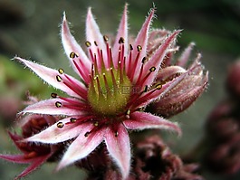 花,宏,幼樹