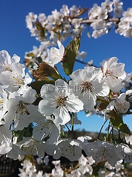 蘋果花,賽季,樹