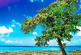 福塔雷薩,美國,夏天