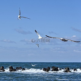 動(dòng)物,天空,云