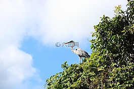 性質(zhì),鳥(niǎo),動(dòng)物世界