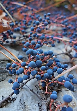 野生葡萄,扶手带厂,秋季