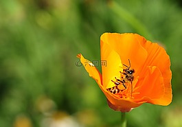 蜜蜂,昆蟲,關(guān)閉