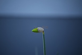 花,性質,花園里的花
