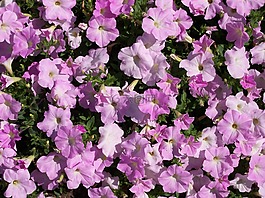 花,矮牵牛,紫色