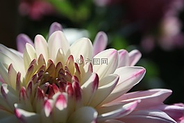 嬌琴紗,開(kāi)花,透明度