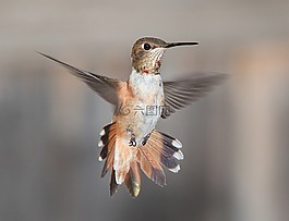 蜂鳥,飛行,肖像