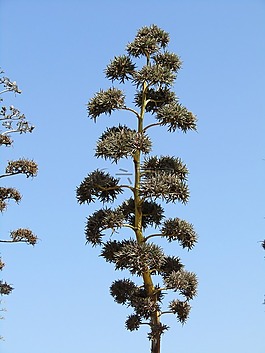 龍舌蘭,植物區(qū)系,三