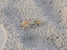 蟹,海岸,海灘