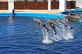 海豚,顯示,水族館