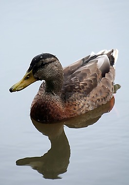 鴨,水,動(dòng)物