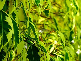 葉子,樹,春
