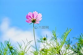 大自然,夏天,植物
