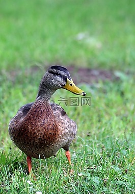 鴨,鳥(niǎo),肖像