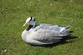 鳥,性質(zhì),鵝，野生動物