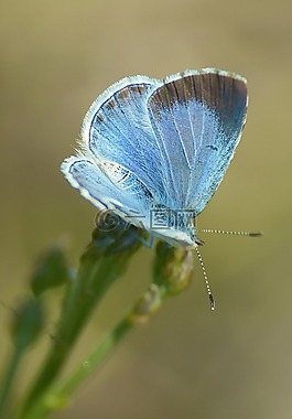 蝴蝶,性質(zhì),昆蟲