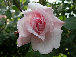 花,粉红色,玫瑰
