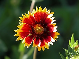 花,特寫,光明