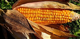 玉米,蔬菜,食品
