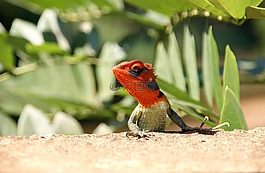 性質(zhì),動物,鳥