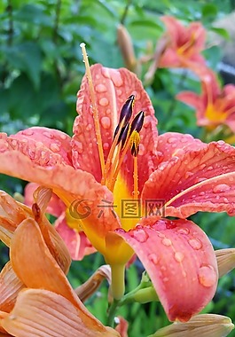 鮮花,顏色,紅色