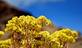 黃色花,野花,花卉