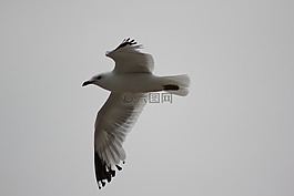 海鷗,飛行,鳥