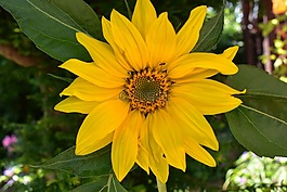 太陽花,廠,夏季