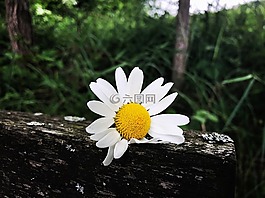 徒步旅行,花,銀行