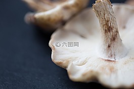 蘑菇,原,有機(jī)