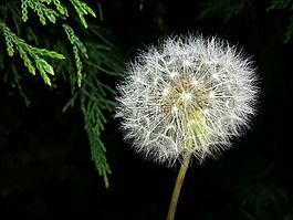 蒲公英,時間,自然