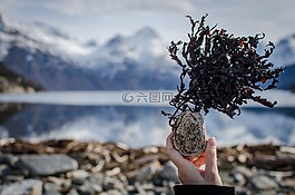 海,山,植物