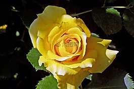 羅莎,黃玫瑰,花