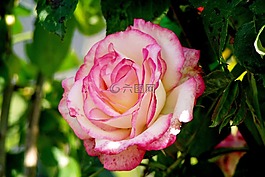 罗莎,花,粉红玫瑰