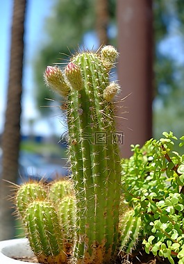 仙人掌,脊柱,植物區(qū)系