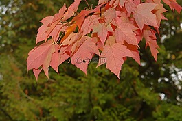 枫,树,红色
